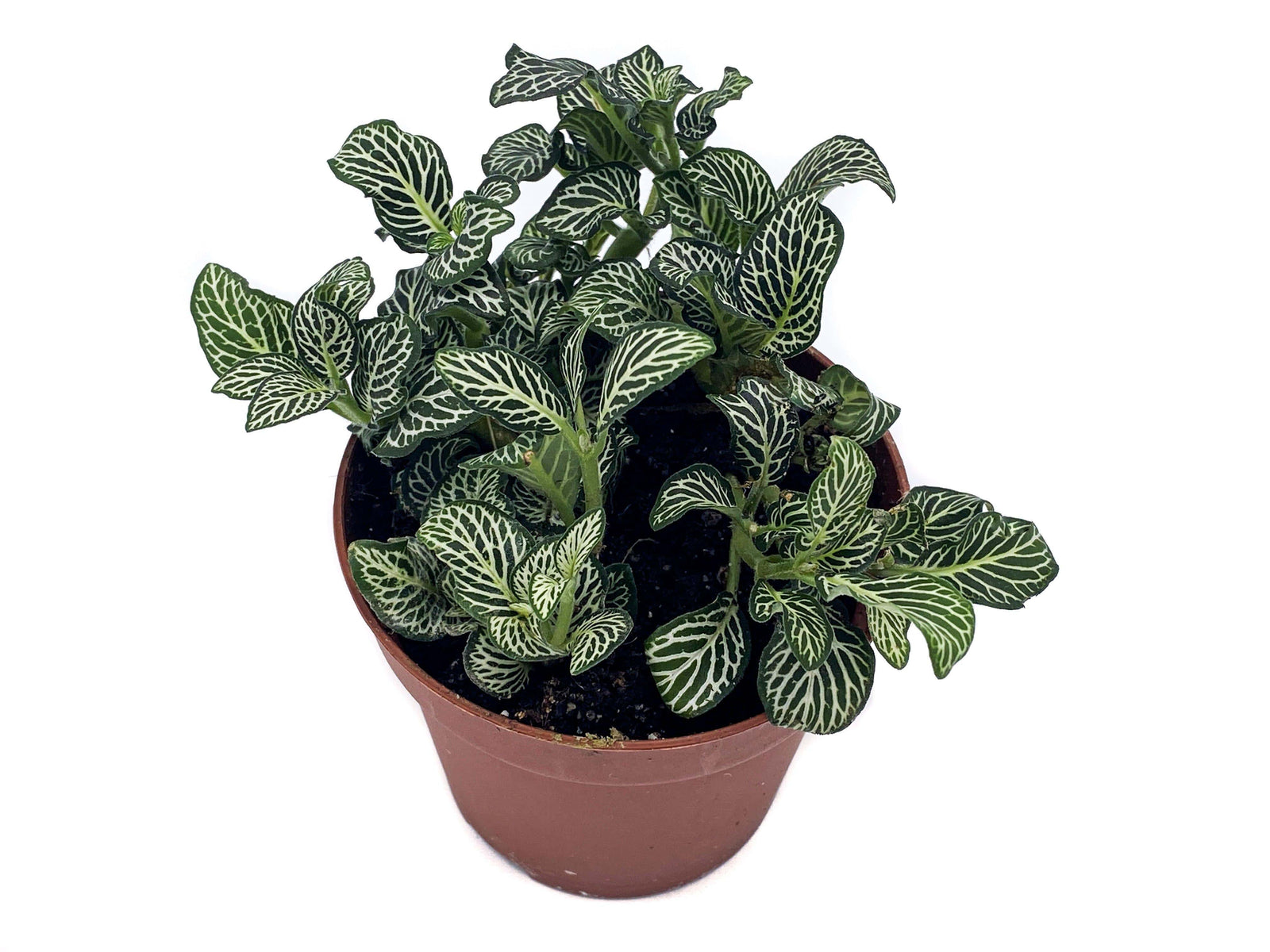 Green Fittonia | Nerve Plant | 8.5 cm pot - Tropical Glass