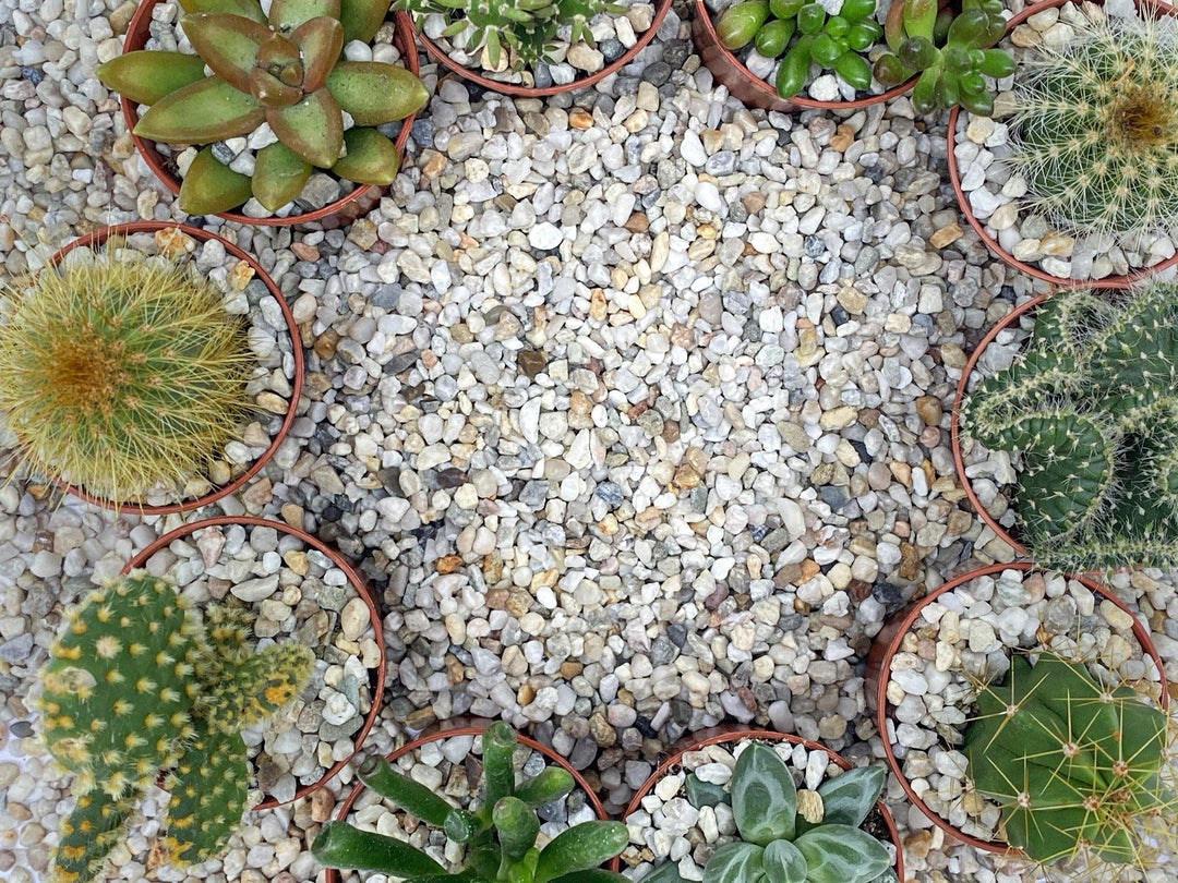 pea gravel succulents White Pea Shingle Gravel