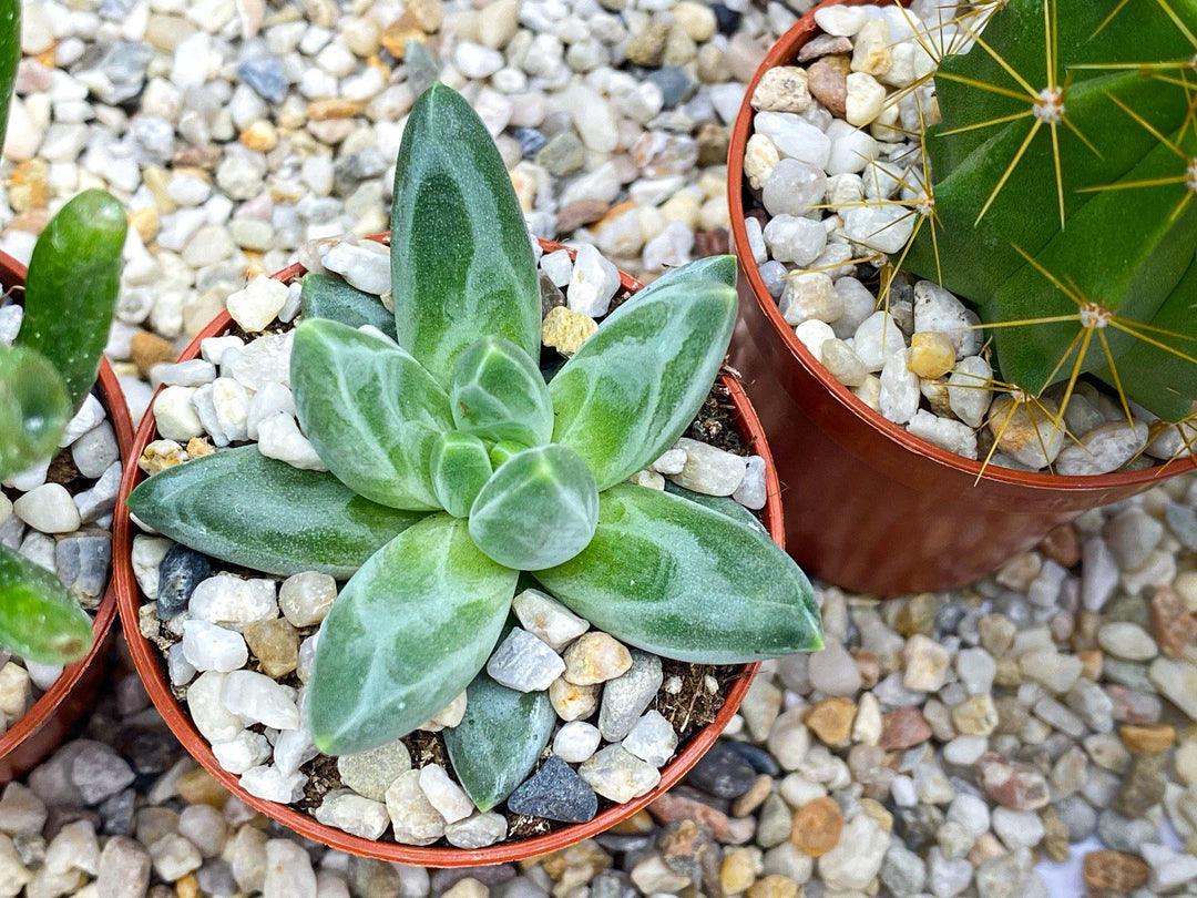 pea pebbles for succulents White Pea Shingle Gravel