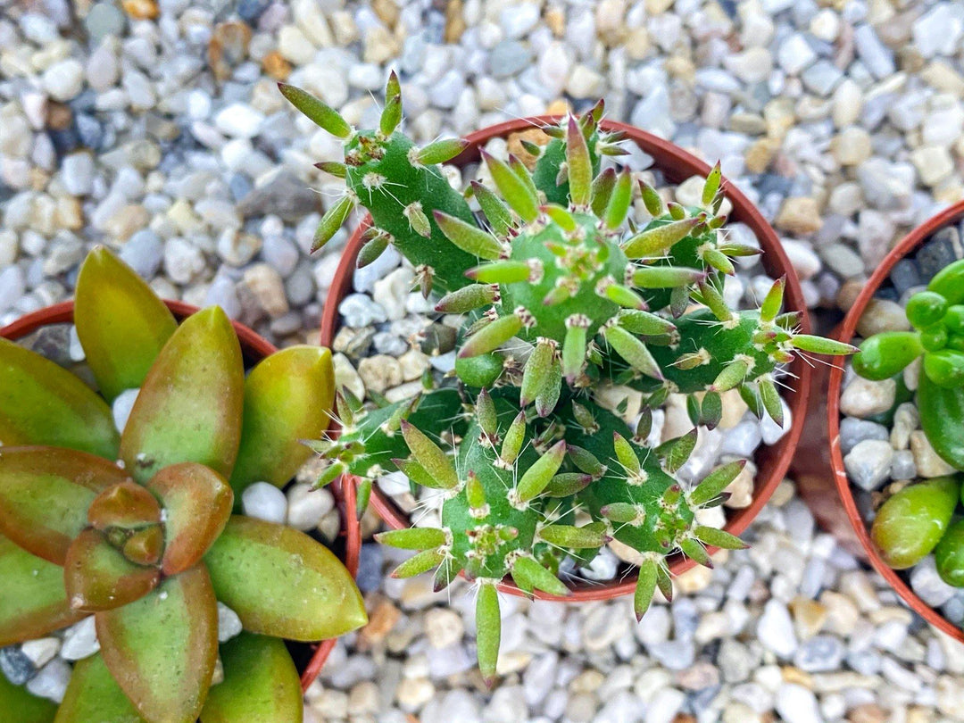 pea gravel succulents White Pea Shingle Gravel