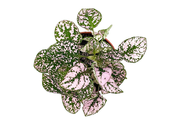 Pink Polka Dot Plant | Hypoestes | 8.5 cm pot - Tropical Glass