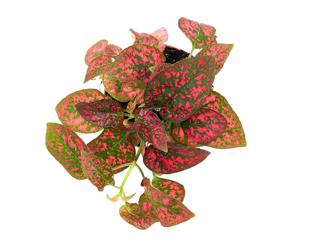 Hypoestes red | Polka Dot Plant | 8.5 cm pot - Tropical Glass