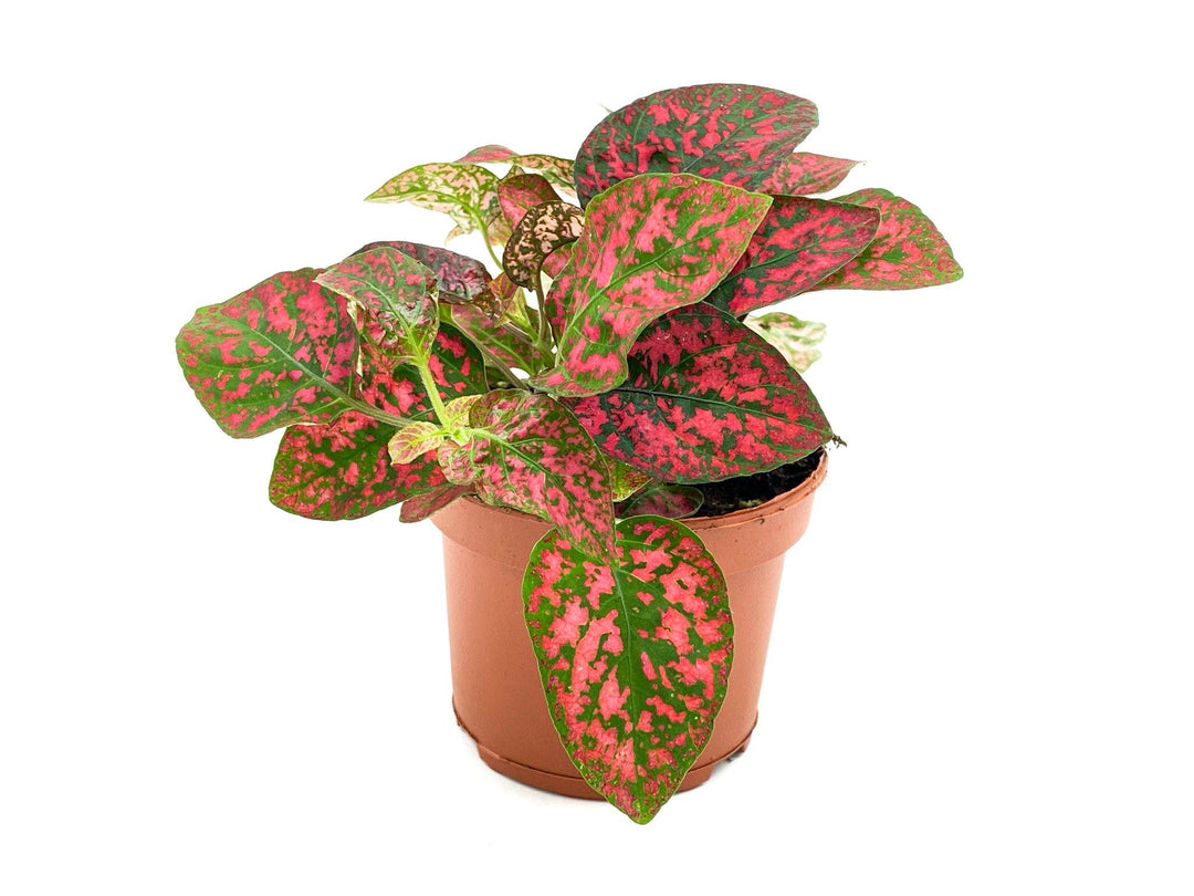Hypoestes red | Polka Dot Plant | 8.5 cm pot - Tropical Glass