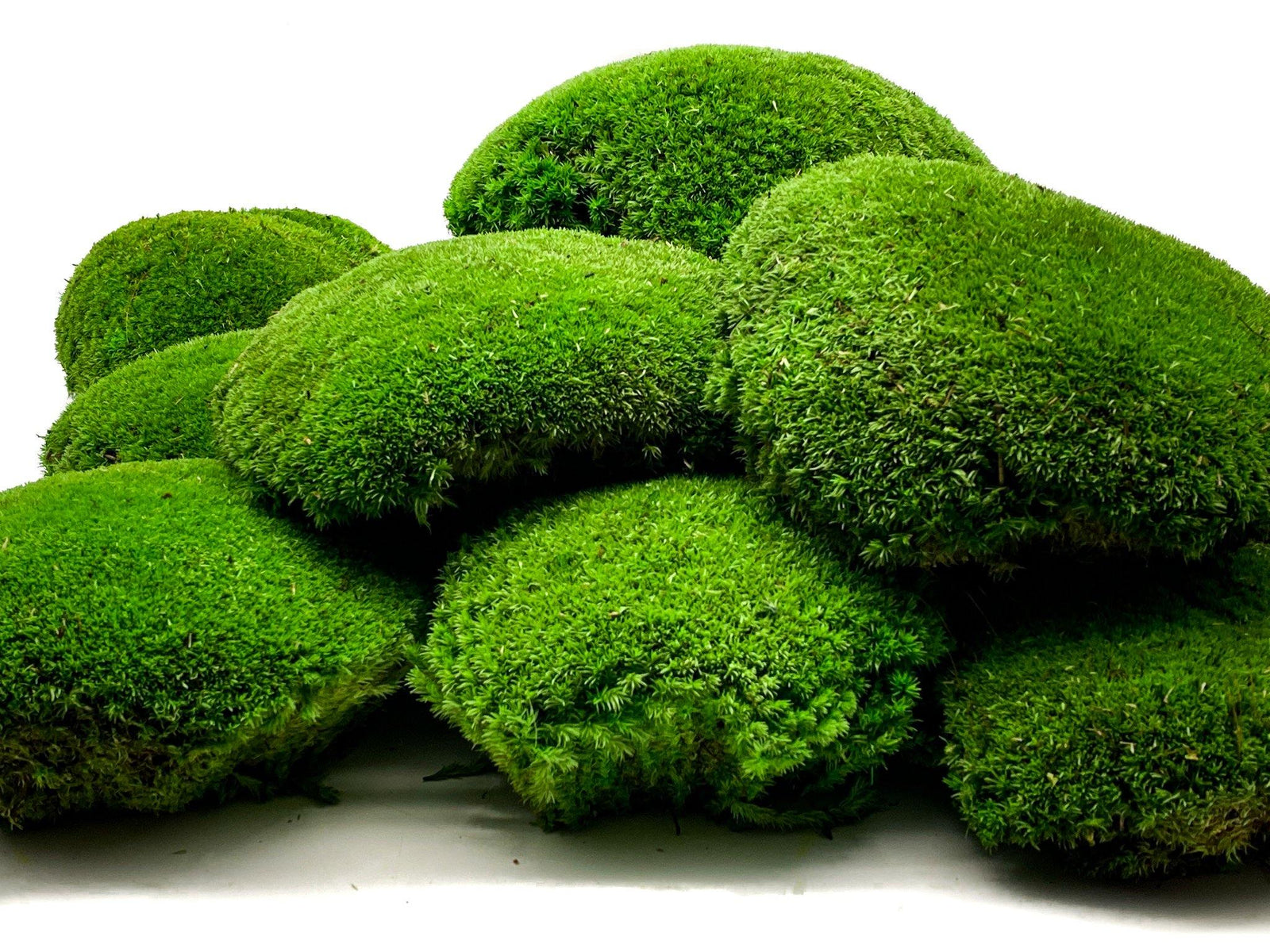 A vibrant collection of preserved XXL bun moss pieces is displayed, showcasing their lush, natural green color and rounded shapes. The moss has a soft texture and appears densely packed, making it ideal for decorative wall art or crafts.