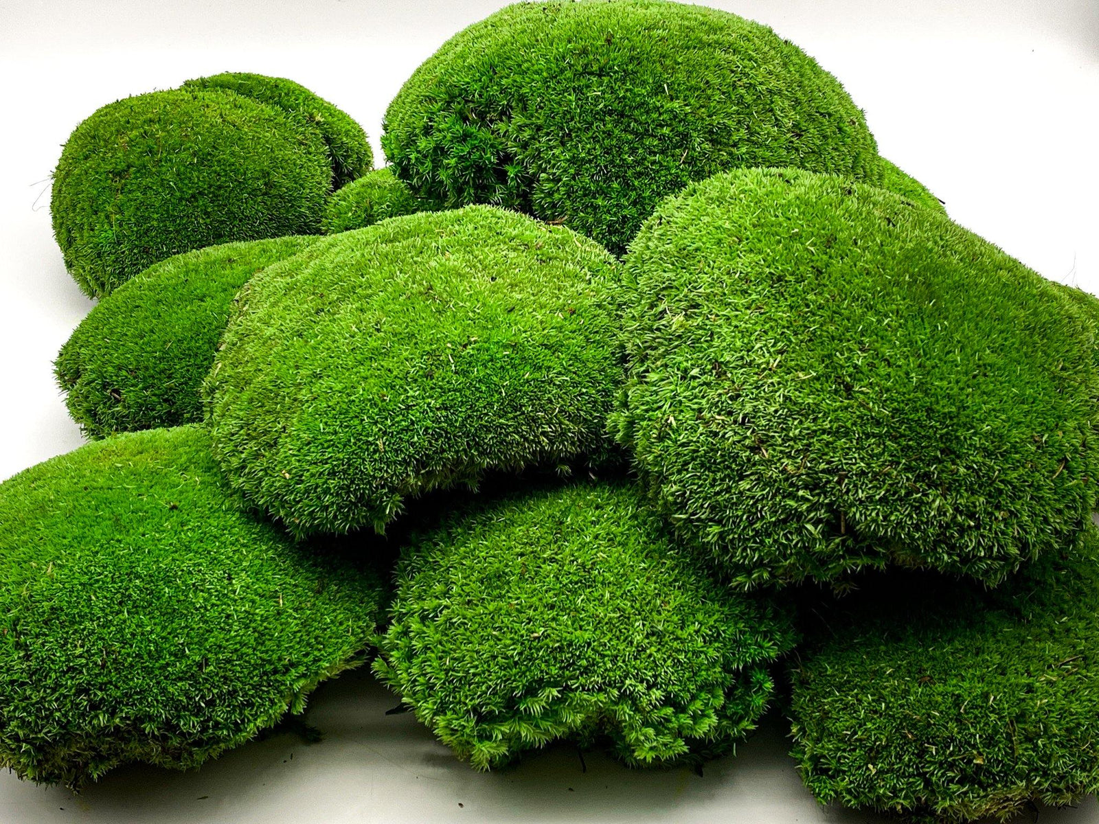 A collection of vibrant, preserved XXL bun moss pieces in various rounded shapes, showcasing a rich green color. The moss pieces are fluffy and textured, creating a lush, natural appearance suitable for decorative purposes.