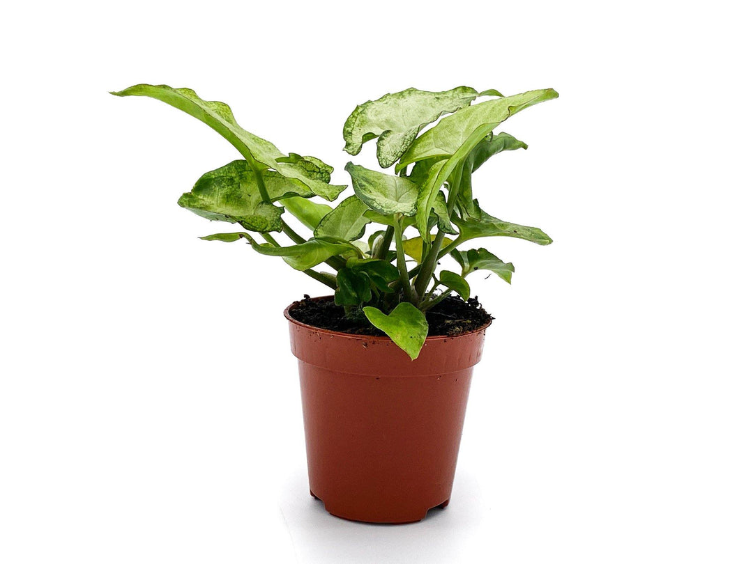 Syngonium White Butterfly | Baby Plant - Tropical Glass