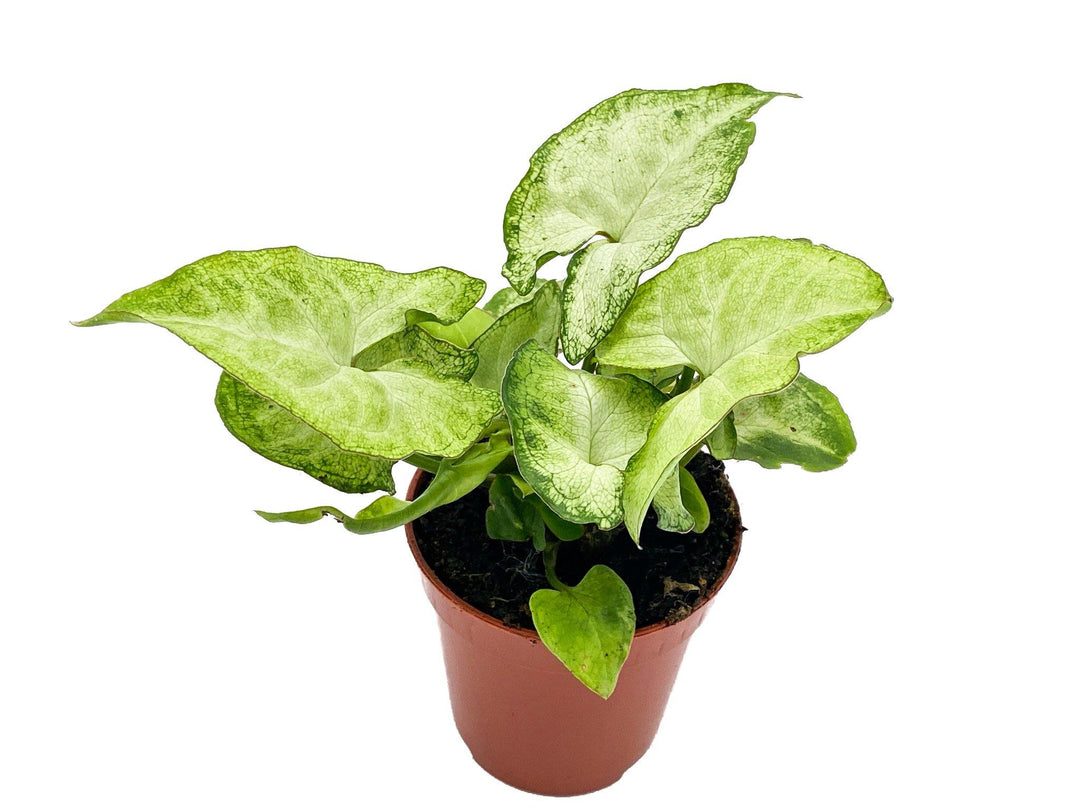 Syngonium White Butterfly | Baby Plant - Tropical Glass