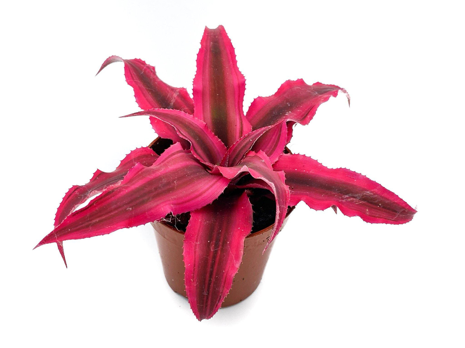 Cryptanthus Rubin Star | Baby Earth Star | 5.5cm pot - Tropical Glass