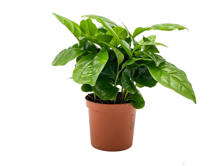 Coffea Arabica | Coffee Plant | 7 cm pot - Tropical Glass