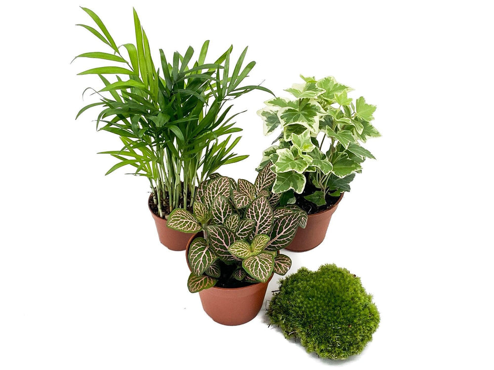 Set of 3 Terrarium Plants and Moss for Closed Terrarium | 'Beginners' - Tropical Glass