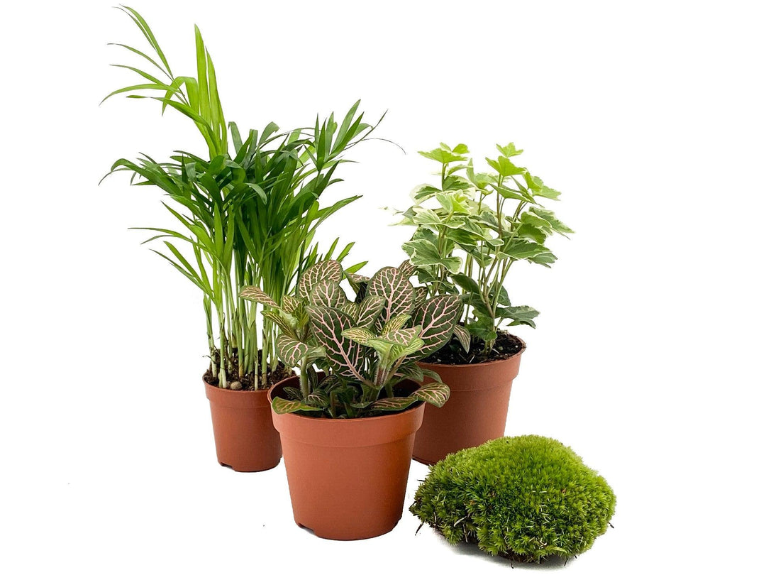 Set of 3 Terrarium Plants and Moss for Closed Terrarium | 'Beginners' - Tropical Glass
