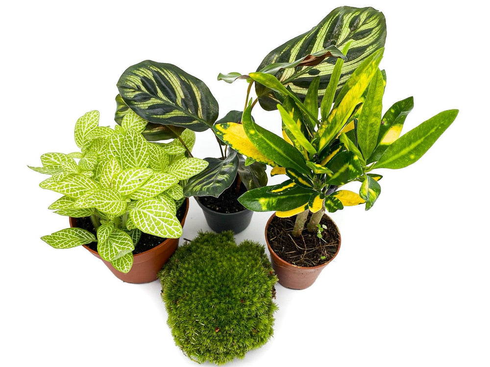 Set of 3 Terrarium Plants and Moss | 'Jungle' - Tropical Glass