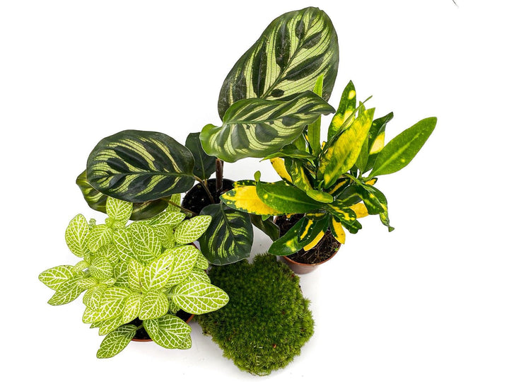 Set of 3 Terrarium Plants and Moss | 'Jungle' - Tropical Glass