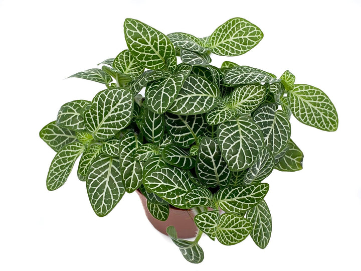 Green Baby Fittonia | Nerve Plant | 5.5 cm pot - Tropical Glass
