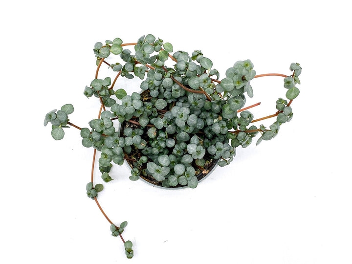 Pilea Glaucophylla Greyzy | Baby Plant | Pilea Glauca - Tropical Glass