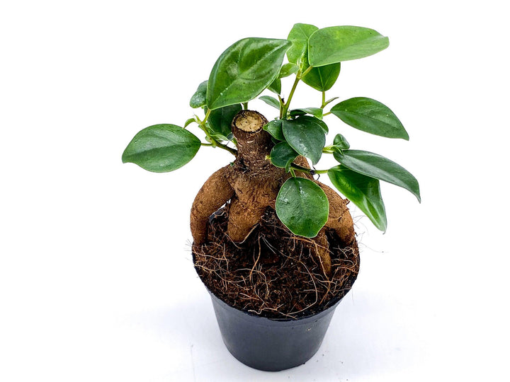 Baby Ficus Ginseng | Bonsai Tree | Ficus microcarp - Tropical Glass
