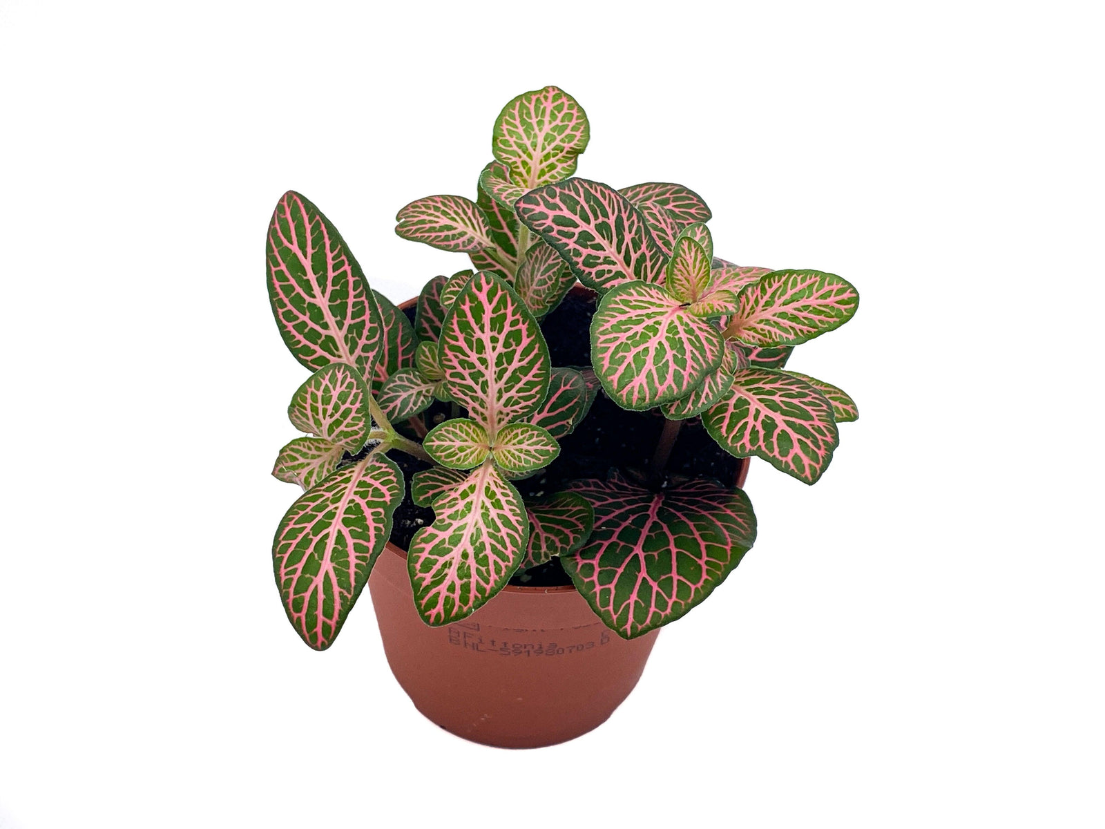 Green and Red Fittonia | 8.5 cm pot - Tropical Glass