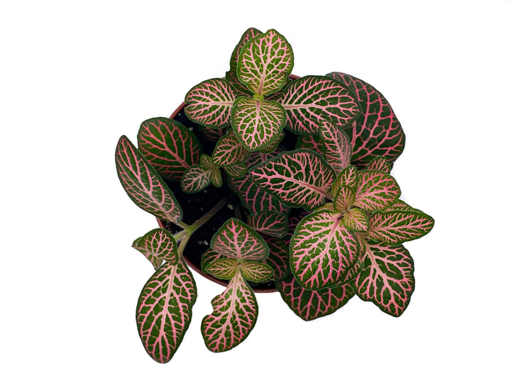 Green and Red Fittonia | 8.5 cm pot - Tropical Glass