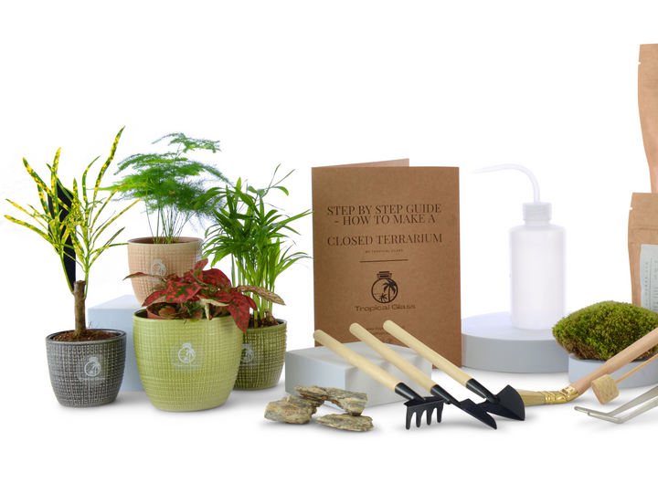Large DIY Terrarium Starter Kit with Optional 4 Plants and Moss | Suitable for Jar 21-25 cm diameter