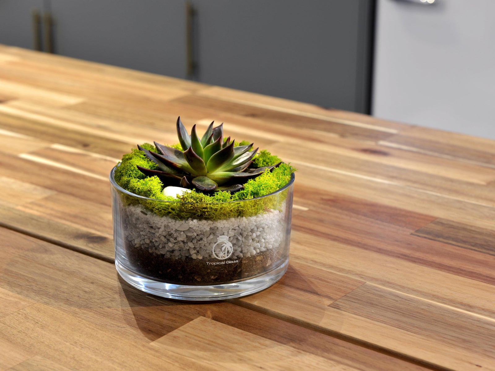 Succulent arrangement in glass bowl - handmade
