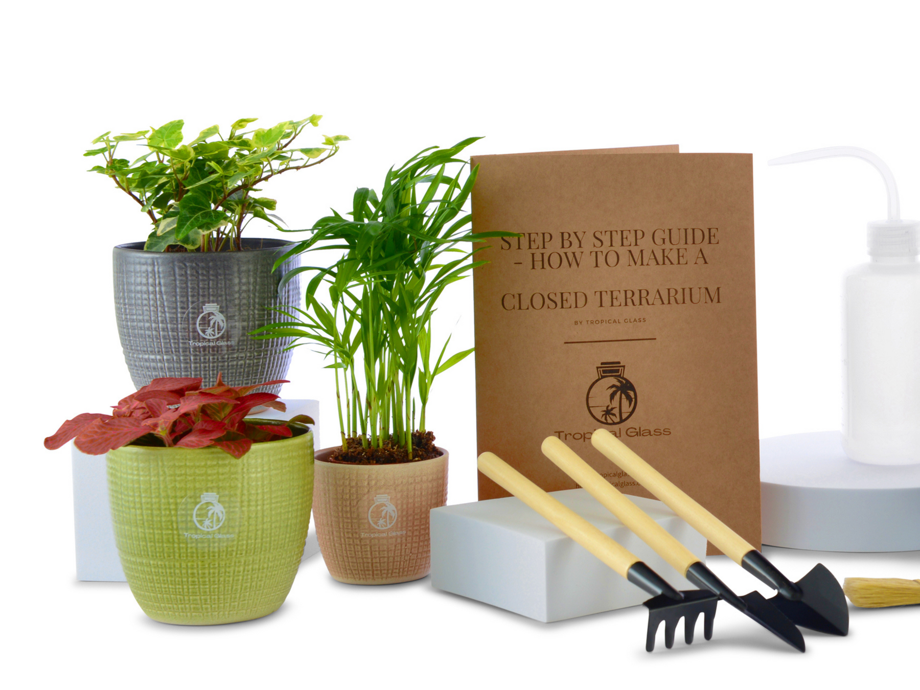 Medium DIY Terrarium Starter Kit with Optional 3 Plants and Moss