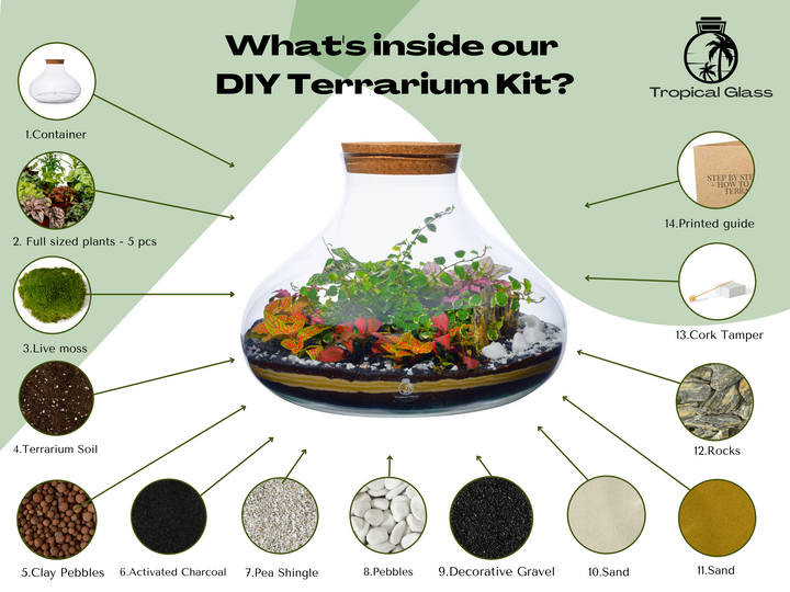 DIY Terrarium Kit 'Barcelona' | H: 26