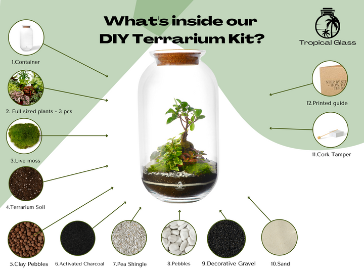 DIY XL Terrarium Kit with Bonsai Tree H: 42 cm | 'Singapore'