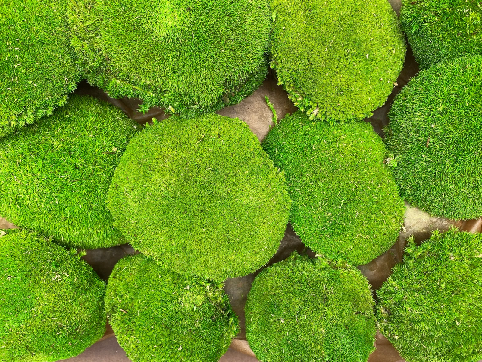 A close-up view of vibrant green moss circles arranged closely together, showcasing their rich texture and varying shades of green. The round moss patches create an inviting, natural aesthetic, perfect for decorative purposes.