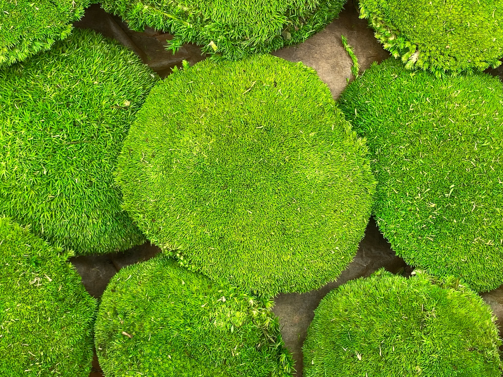 A close-up view of vibrant green, moss-like circular mats arranged closely together, showcasing various shades of green and a lush, textured surface. The background is a darker, natural surface that contrasts with the bright greenery.