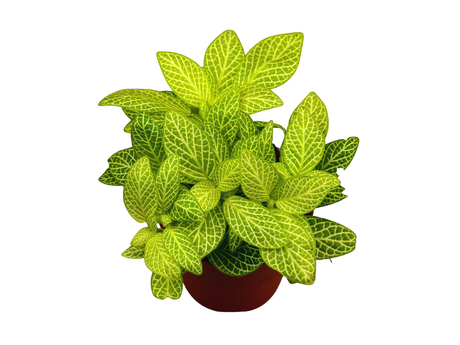 A vibrant Fittonia plant in a terracotta pot features striking yellow-green leaves with intricate dark green veining. This lush foliage adds a bright touch, making it an ideal choice for terrariums and indoor gardens.