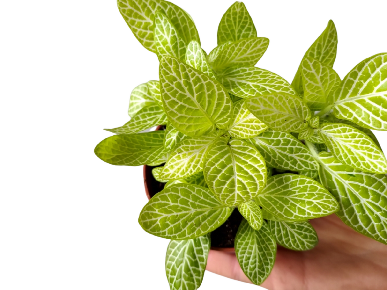 A vibrant Fittonia Mosaic Lemon plant is showcased, featuring bright green leaves with striking white veining. The plant is held in a hand, emphasizing its compact size and lush foliage, making it an ideal choice for terrariums.