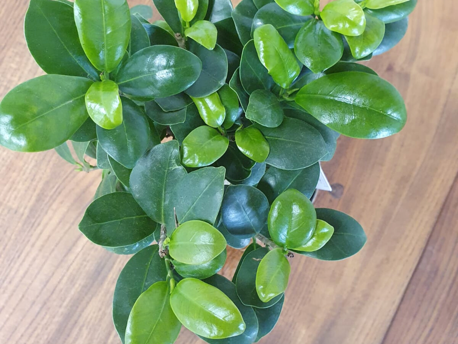 A close-up view of a healthy, vibrant houseplant with glossy green leaves, showcasing a variety of shapes and sizes. The plant is set against a wooden surface, highlighting its lush foliage and natural beauty.