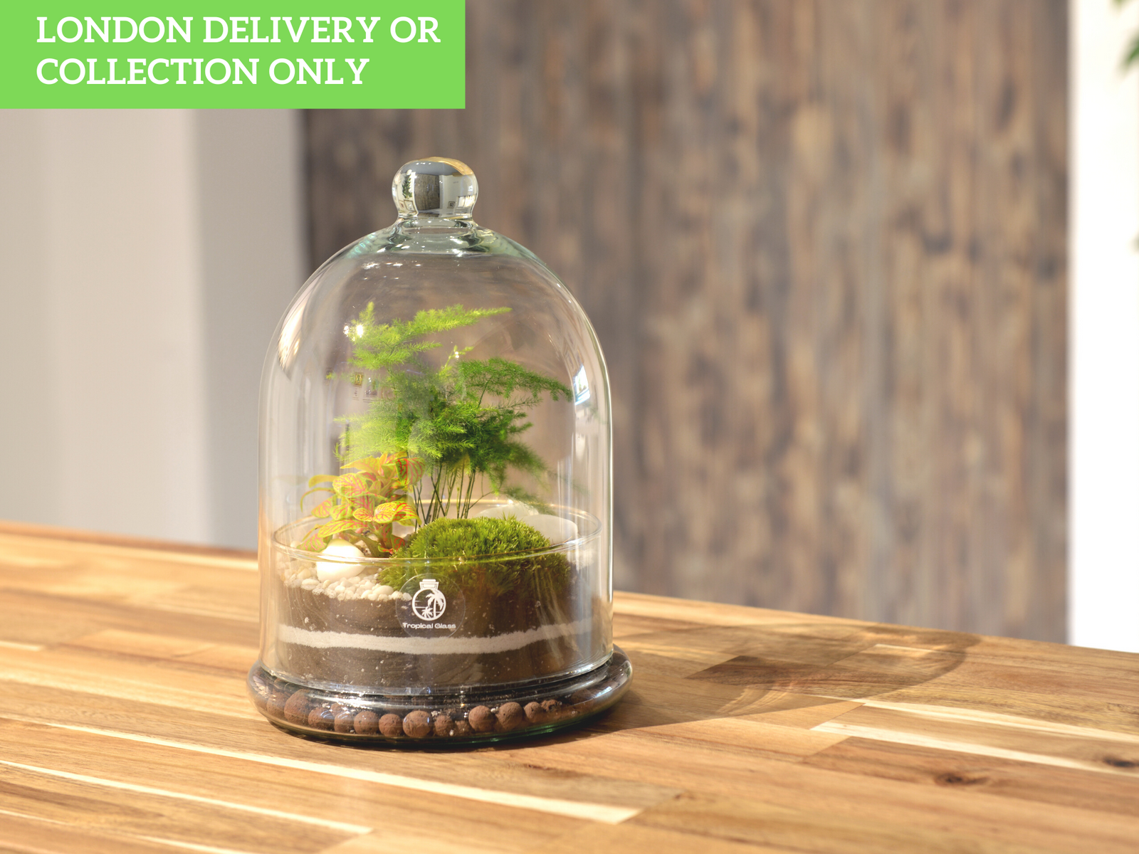A glass terrarium under a cloche showcases vibrant green plants, including ferns and moss, arranged on a bed of soil and pebbles. The terrarium is placed on a wooden table with a blurred background.