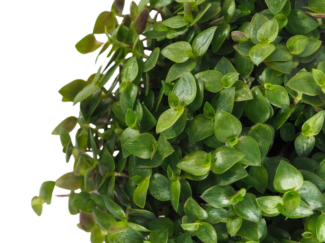 Callisia Repens | Turtle Vine