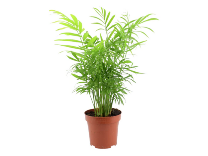 A Tropical Glass Chamaedorea elegans Parlour Palm with green leaves on a white background.