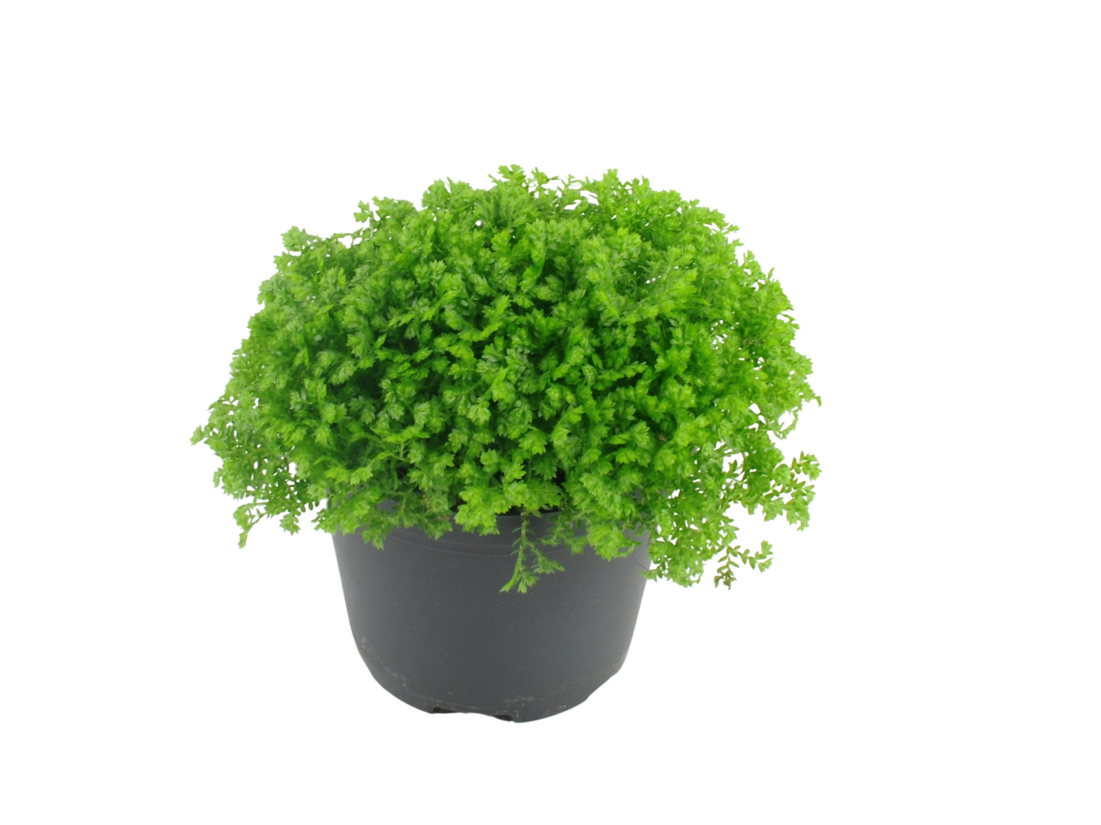 A lush, green Selaginella apoda plant is displayed in a black nursery pot. Its dense, cascading fronds create a vibrant, textured appearance, making it an ideal addition for terrariums or as a decorative houseplant.