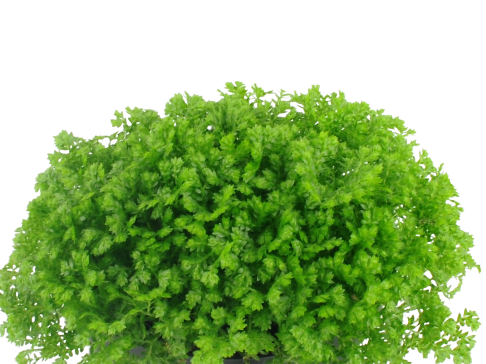 A lush, vibrant green plant with dense, cascading fronds fills the image, showcasing the intricate texture of its leaves. This healthy foliage is perfect for adding a natural touch to terrariums or as a decorative houseplant.