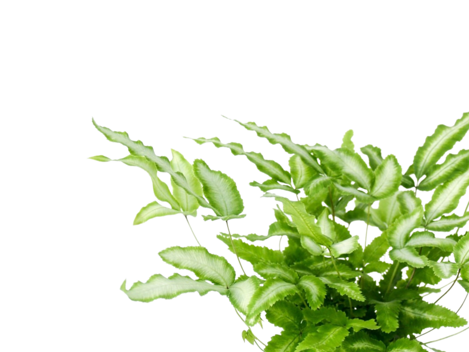A vibrant green fern with delicate, frilled fronds is displayed against a white background. The plant features a lush, bushy appearance, showcasing its natural beauty and adding a fresh touch to any indoor space.