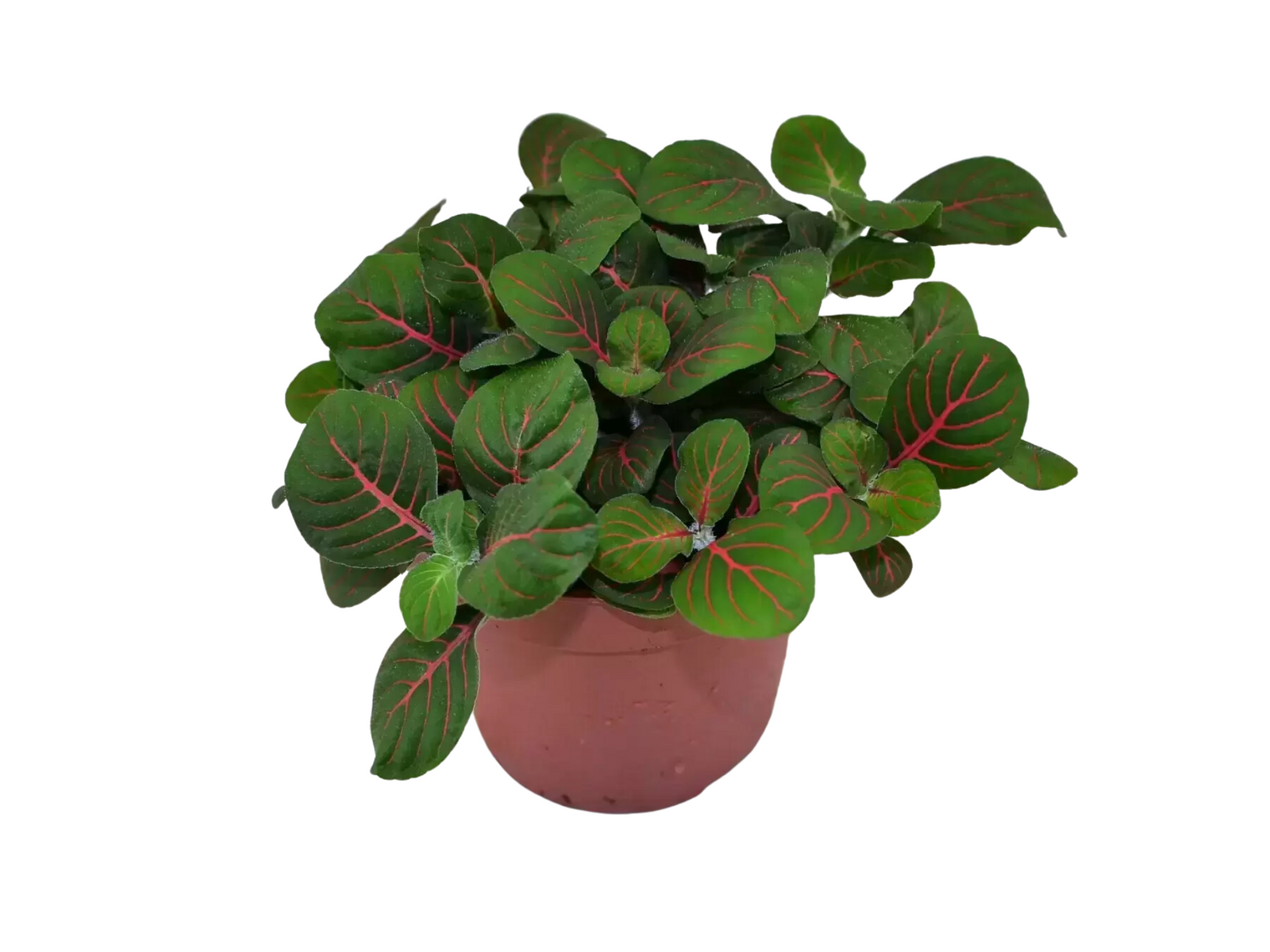 A vibrant Fittonia Fortissimo plant in an 8.5 cm nursery pot features lush green leaves with striking red veins. Its compact growth and decorative foliage make it an ideal choice for terrariums and indoor gardening.