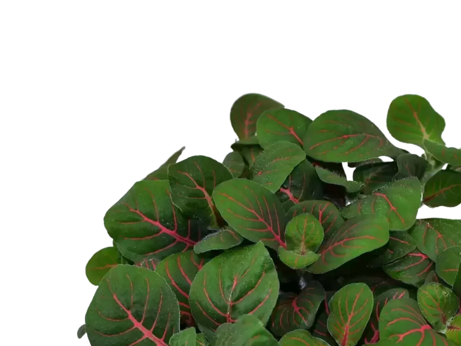 A close-up view of vibrant green Fittonia Fortissimo leaves, showcasing their striking red veins and intricate patterns. The compact plant appears lush and healthy, ideal for adding decorative flair to terrariums or indoor spaces.