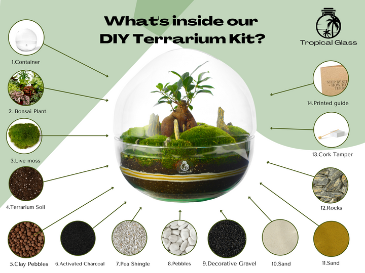 DIY Large Terrarium Kit with Bonsai and Moss H: 27 cm | 'Osaka'