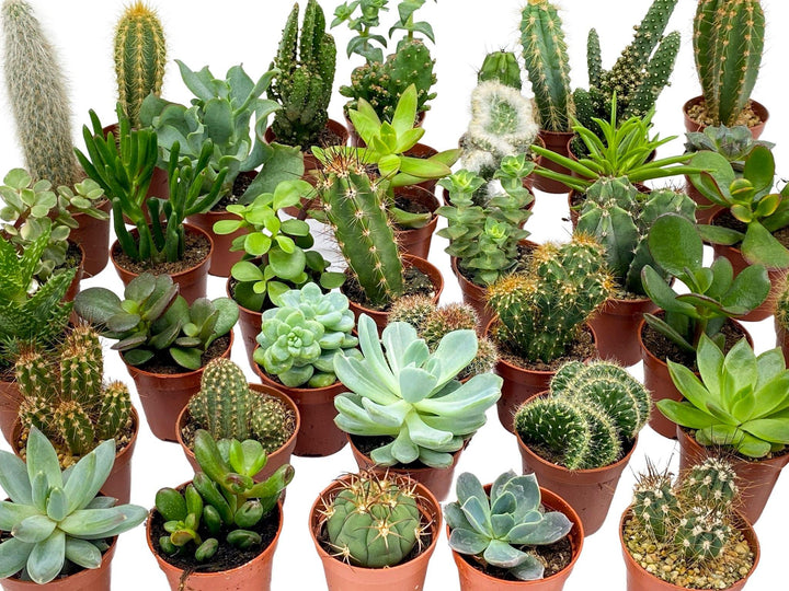 Mix of Baby Cacti and Succulents Plants | 5,5 cm pot - Tropical Glass