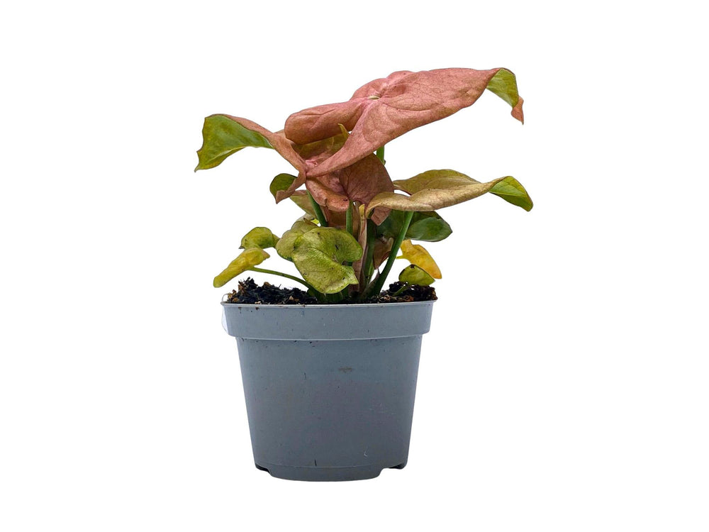 Miniature Syngonium Podophyllum 'Neon Robusta' Plant | 5 cm pot - Tropical Glass