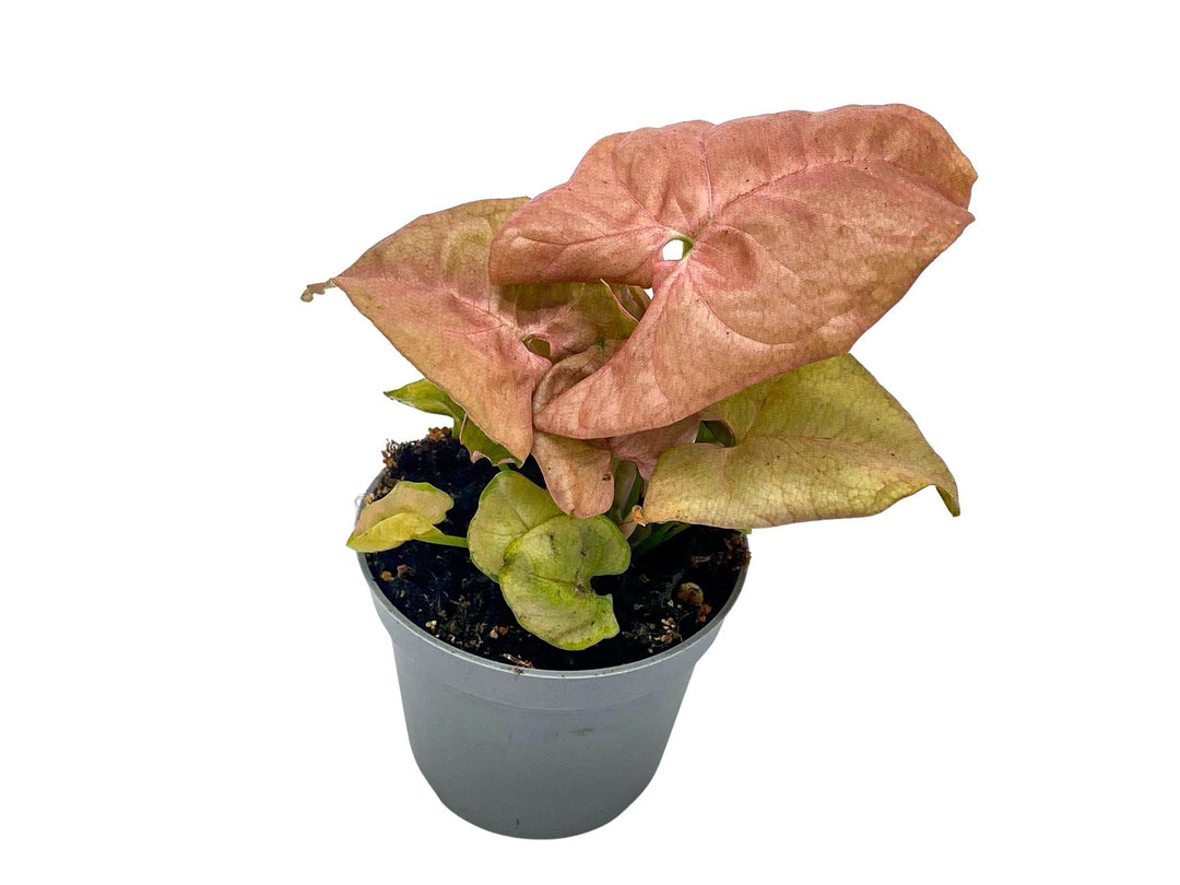 Miniature Syngonium Podophyllum 'Neon Robusta' Plant | 5 cm pot - Tropical Glass