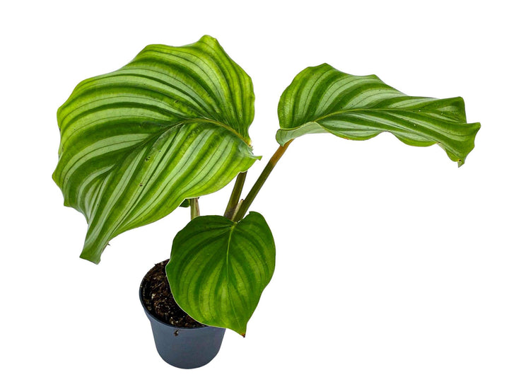Tall Baby Calathea Orbifolia |  5 cm pot | Baby Plant - Tropical Glass