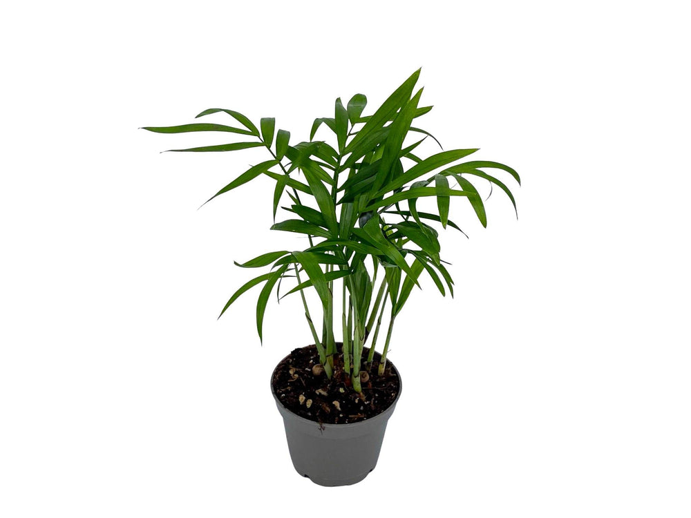 Baby Parlour Palm (Chamaedorea Elegans) | 5 cm pot - Tropical Glass
