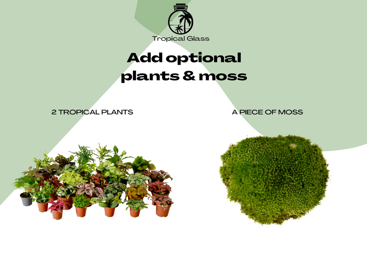 Small DIY Terrarium Starter Kit with Optional 2 Plants and Moss | Suitable for Jar with a base diameter from 12cm to 16 cm.
