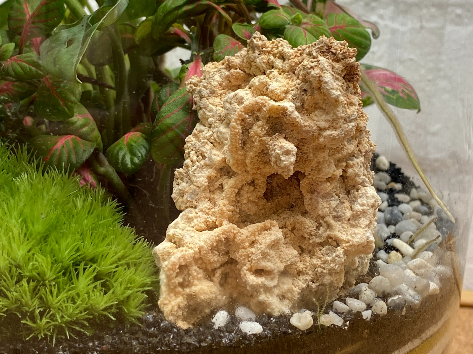 A textured, beige rock formation sits prominently in a terrarium, surrounded by lush green plants and vibrant foliage. The rocks irregular shape adds a natural aesthetic, complemented by small pebbles and moss in the landscape.