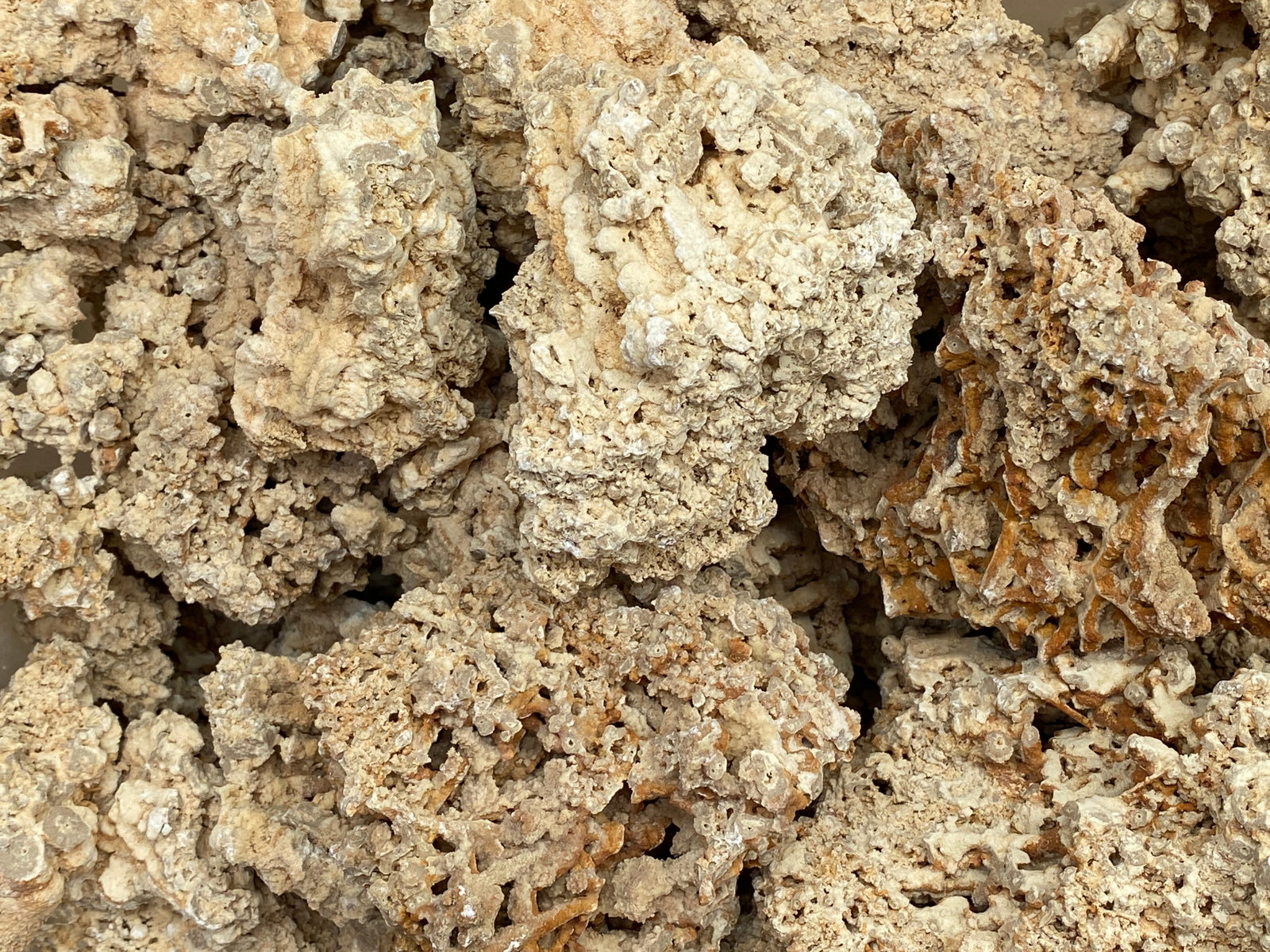 A close-up view of several beige and tan textured rocks, showcasing various shapes and intricate patterns.