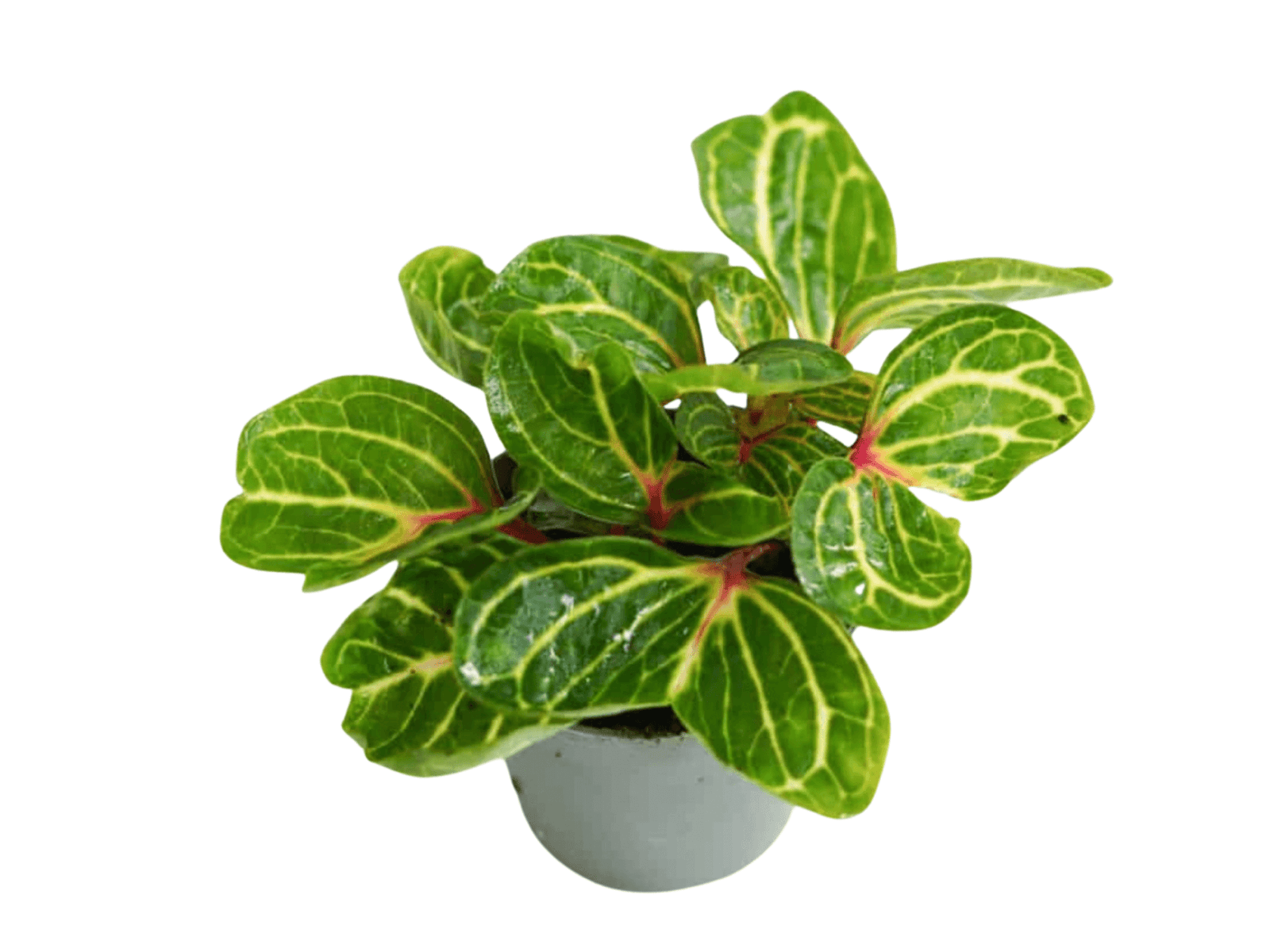 Iresine Herbstii | Blazing Lime Bloodleaf - Tropical Glass